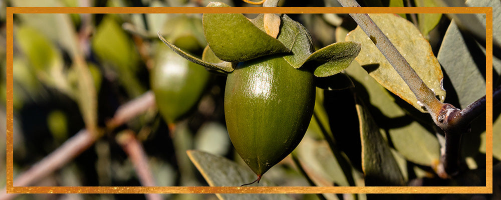 Green jojoba fruit growing on a branch with sunlit leaves and blurred foliage background