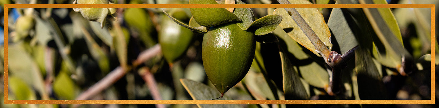 Close-up of a green jojoba seed hanging from a branch with sunlight and blurred leaves in the background