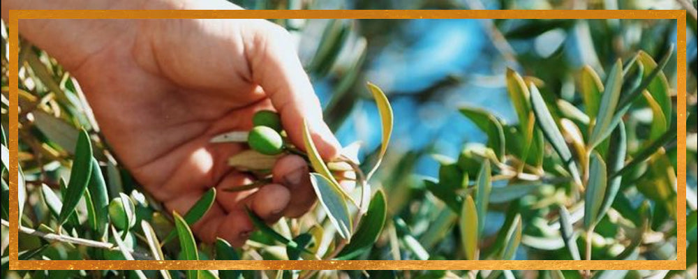 Hand picking a green olive from an olive tree with sunlit leaves and blue sky background
