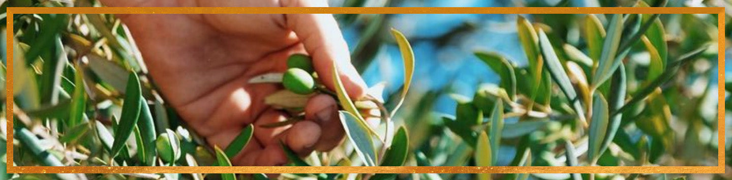 Hand harvesting green olives from an olive tree branch framed by a gold border
