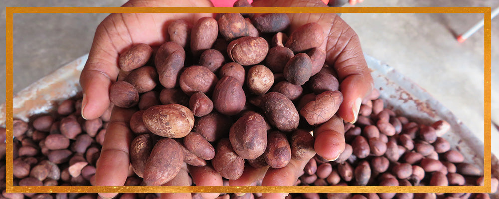Hands holding raw shea nuts over a pile, close-up with a gold frame overlay