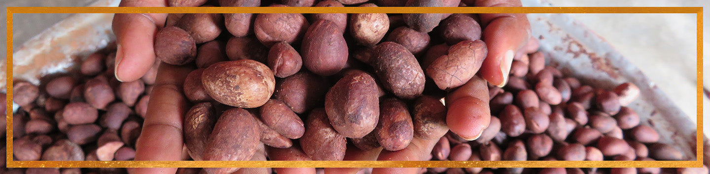 Hands holding raw shea nuts sourced from ORGIIS in Northern Ghana, with a pile of nuts in the background