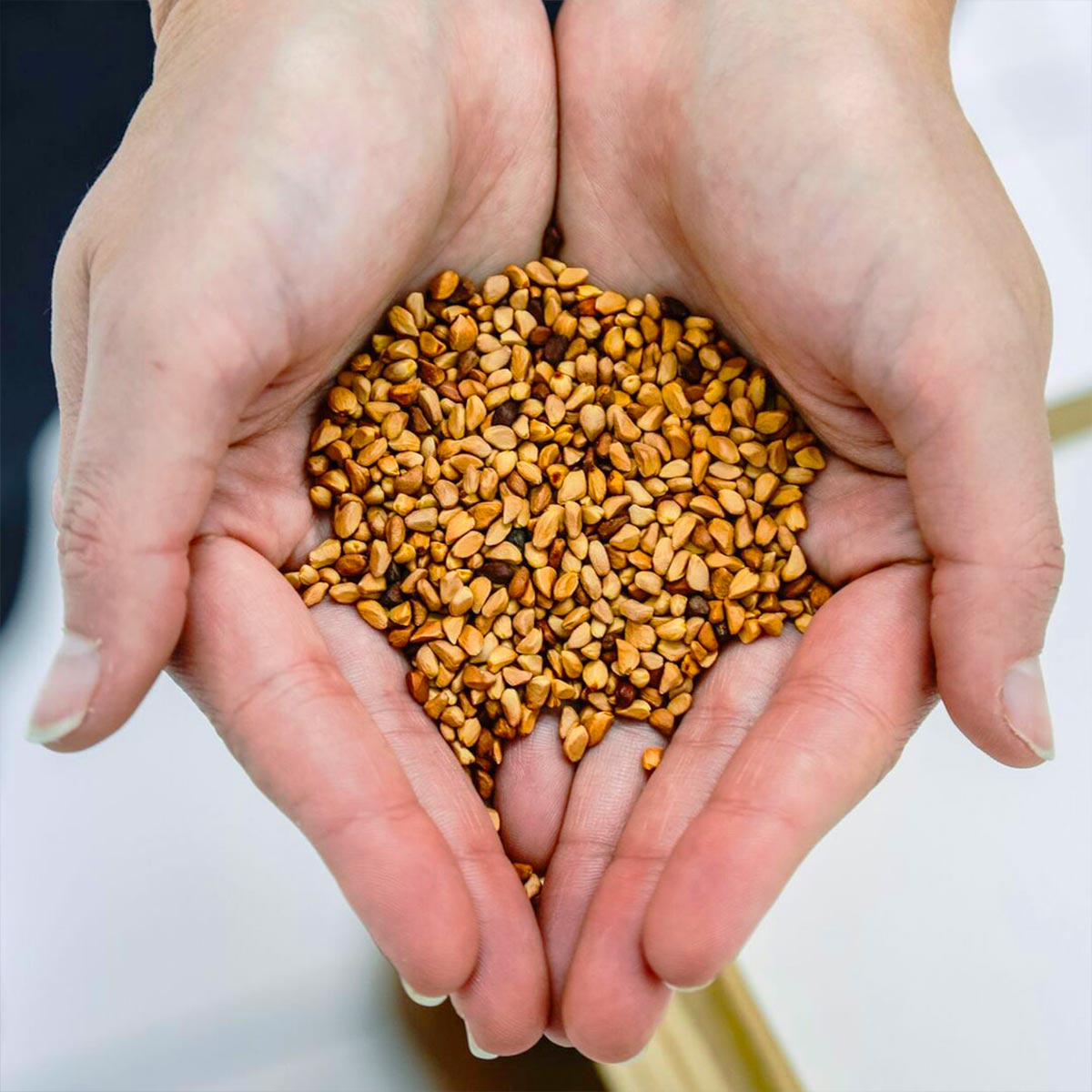 Close-up of wild rosehip seeds held in cupped hands for Chilean Wild Rosehip Seed Oil
