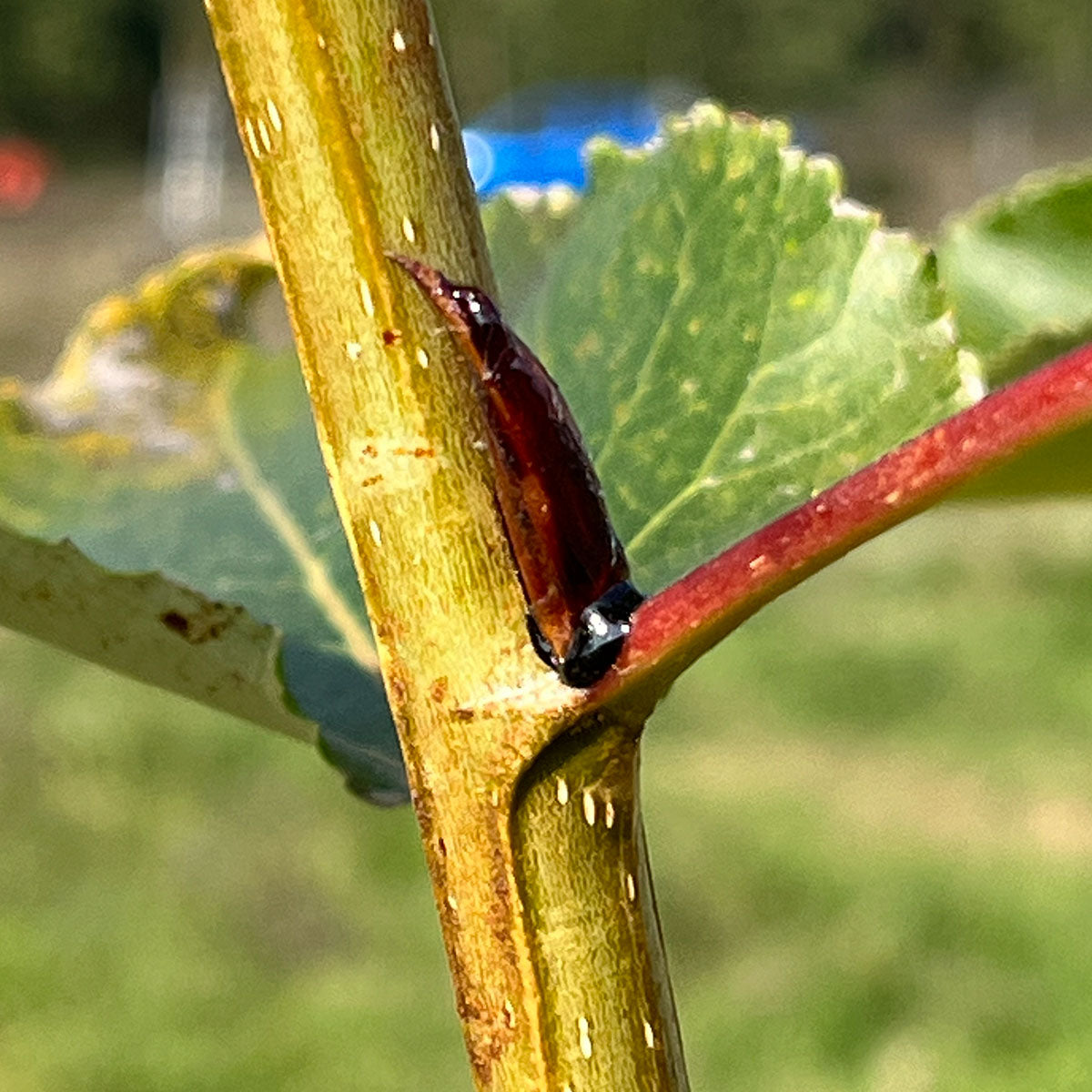 Close-up of Balm of Gilead Elixir plant showing green leaves and a woody stem against a blurred outdoor background