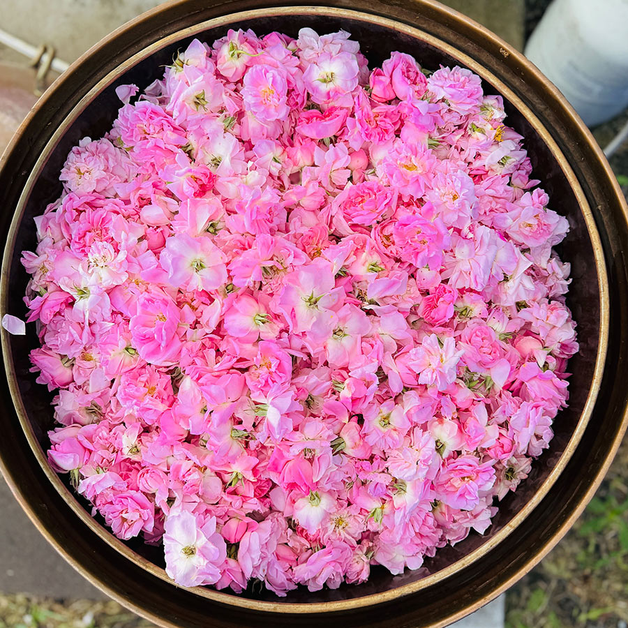 Sonoma rose petals fill a copper still during hydrosol distillation