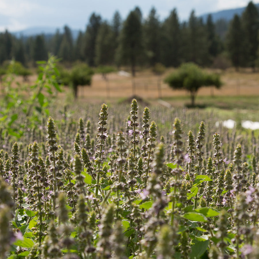 Holy basil plants growing in a field with a forested background