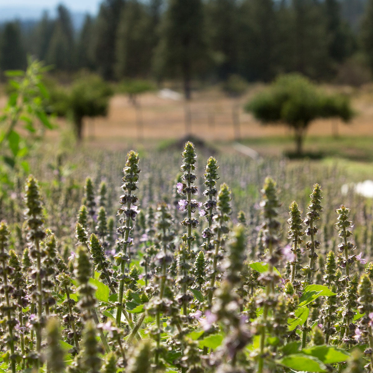 Tulsi plants growing in a field with trees in the background