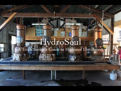 Tulsi (holy basil) hydrosoul